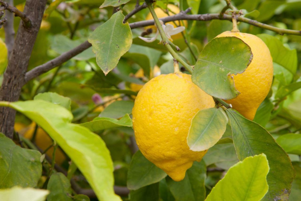 The Lemon Tree House Leilighet Scalea Eksteriør bilde